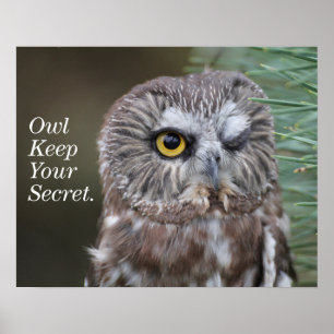 Saw-whet Owl Poster