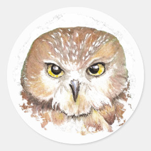Saw Whet Owl Sticker