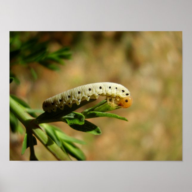 Sawfly Larvae Poster (Front)