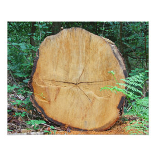 Sawn log in a forest photo print