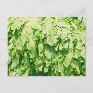 Sawtooth Coriander - Eryngium foetidum background Postcard