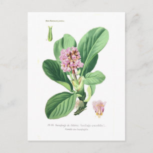 Saxifraga crassifolia (Bergenia) Postcard