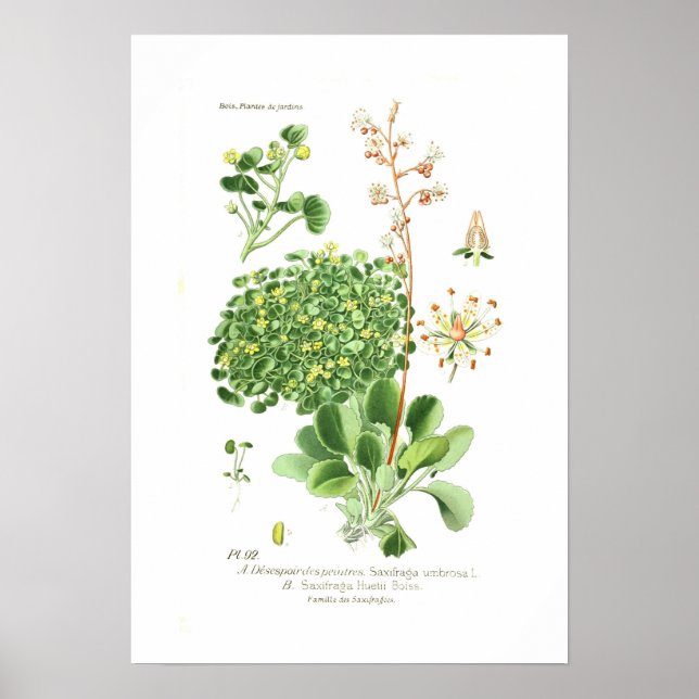 Saxifrage species poster (Front)