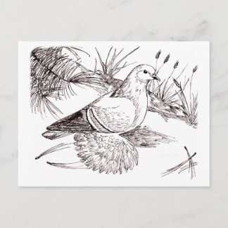 Saxon Field Pigeon Postcard