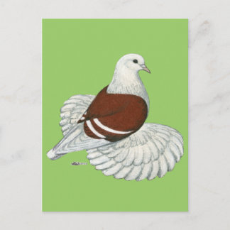 Saxon Shield Pigeon Red White Bar Postcard