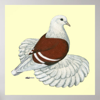 Saxon Shield Pigeon Red White Bar Poster