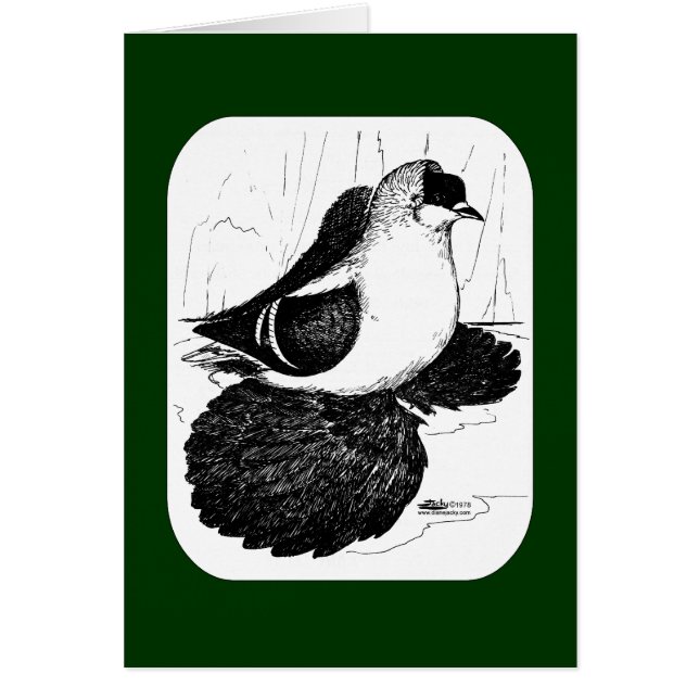 Saxon Swallow Pigeon 1978 (Front)