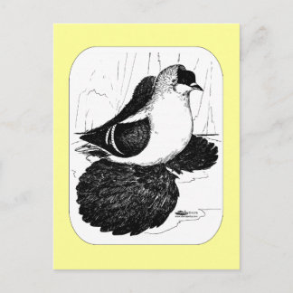 Saxon Swallow Pigeon 1978 Postcard