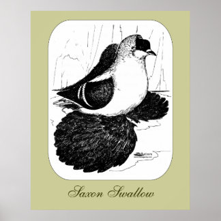 Saxon Swallow Pigeon 1978 Poster