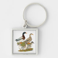 Saxony Duck Family