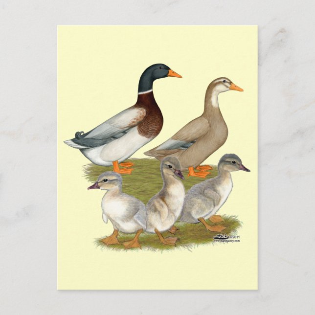 Saxony Duck Family Postcard (Front)