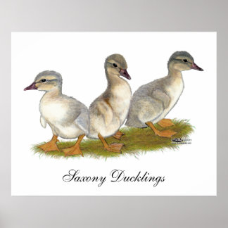 Saxony Ducklings Poster