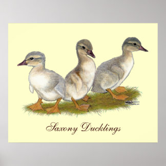 Saxony Ducklings Poster