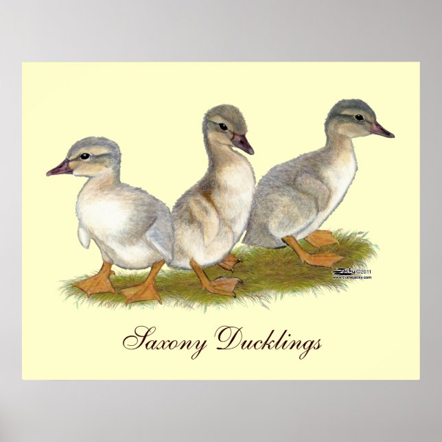 Saxony Ducklings Poster (Front)