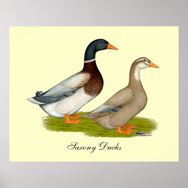 Saxony Ducks Poster (Front)