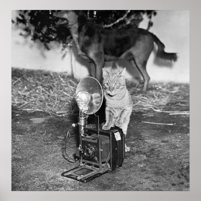 Say Catnip: 1936 Poster (Front)