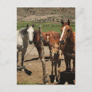 Say Cheese!  :) Postcard