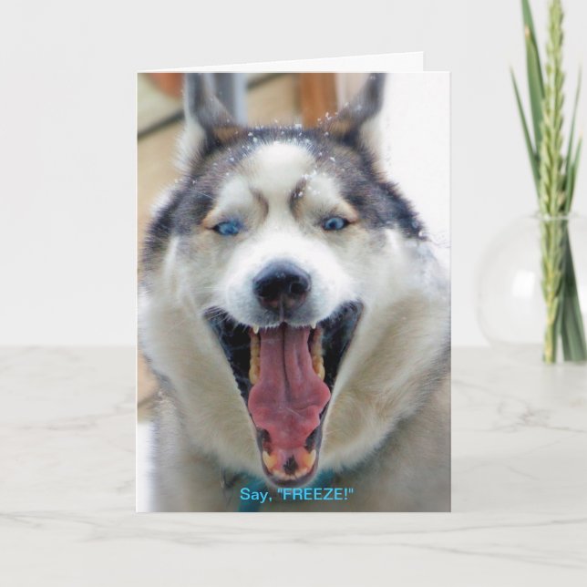 Say, "FREEZE" greeting card (Front)