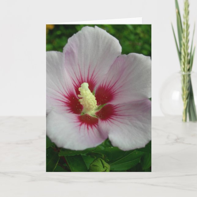 Say Hello with a Rose of Sharon Card (Front)