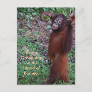 Say No to Bullies with Krista orangutan Postcard