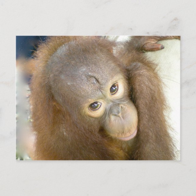 Say No to Cruelty Postcard (Front)