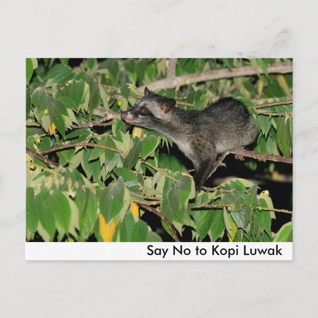 Say No to Kopi Luwak Postcard (Front)