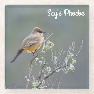 Say's Phoebe Glass Coaster