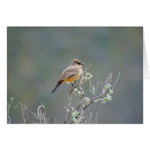Say's Phoebe in the sage