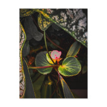 SC begonia bloom among caladium leaves