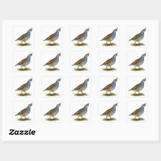 Scaled Quail Square Sticker