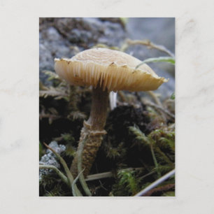 Scaley Mushroom on Unalaska Island Postcard