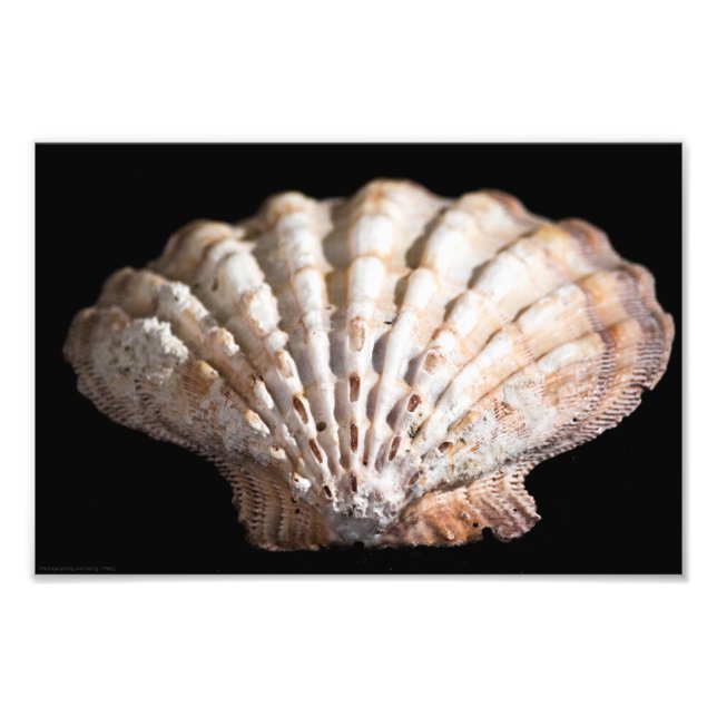 Scallop 3236 photo print (Front)