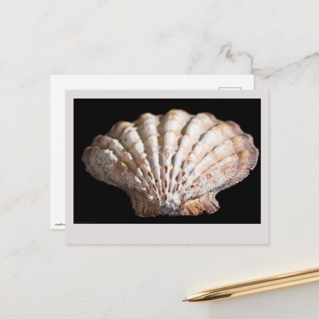 Scallop 3236 postcard (Front/Back In Situ)