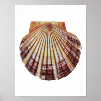 Scallop Sea Shell no.2 Natural History Art Print