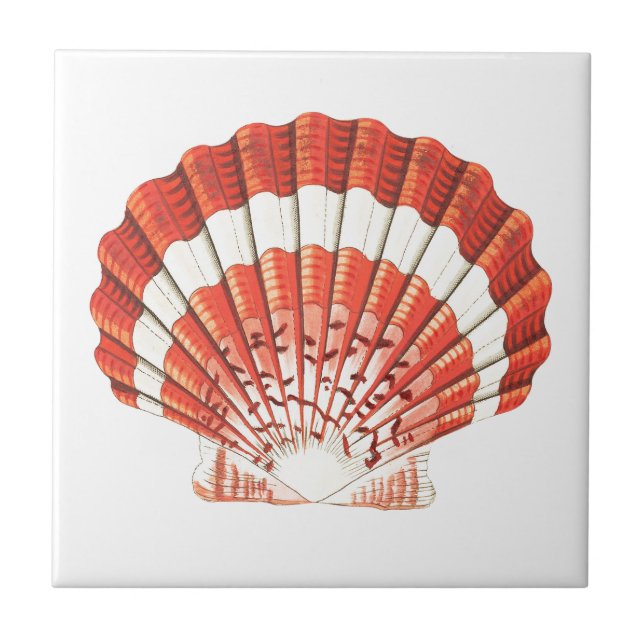 "SCALLOP SEASHELL" SEALIFE CERAMIC TILE (Front)