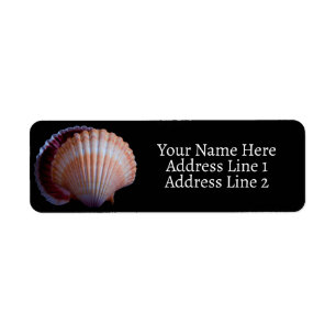 Scallop Shell