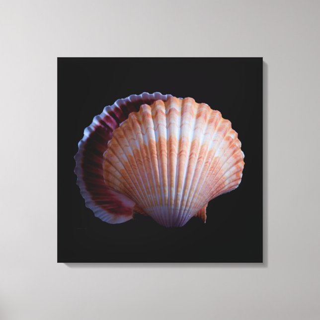 Scallop Shell Canvas Print (Front)