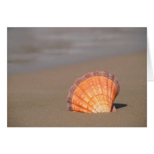 Scallop Shell Crete, Greece