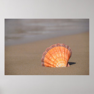 Scallop Shell  Crete, Greece Poster