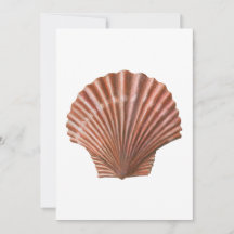 Scallop Shell