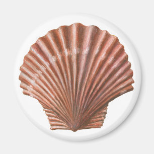 Scallop Shell Magnet