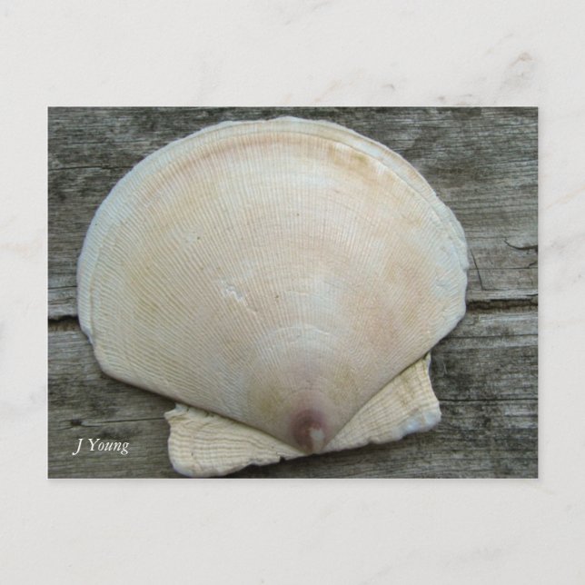 Scallop Shell Postcard (Front)
