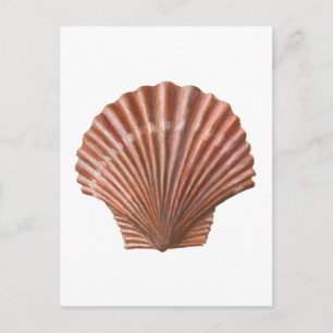 Scallop Shell Postcard