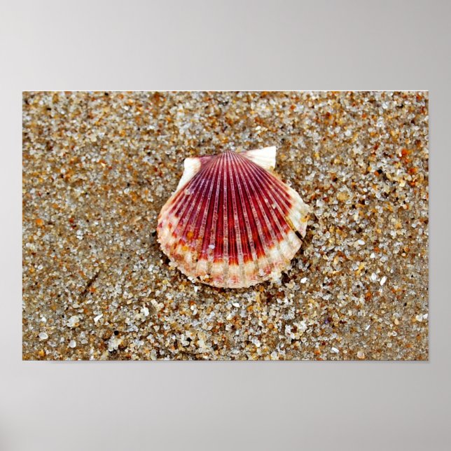 Scallop Shell Poster (Front)