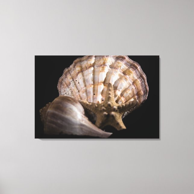 Scallop, Whelk, Sea Star Canvas Print (Front)
