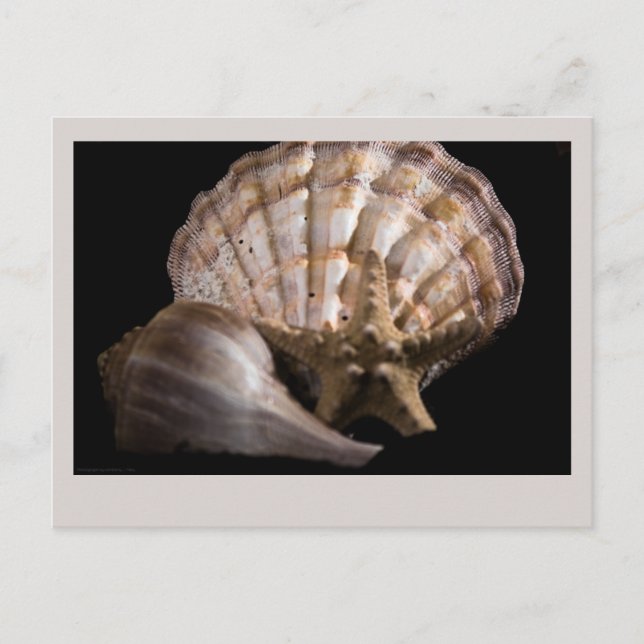 Scallop, Whelk, Sea Star Postcard (Front)