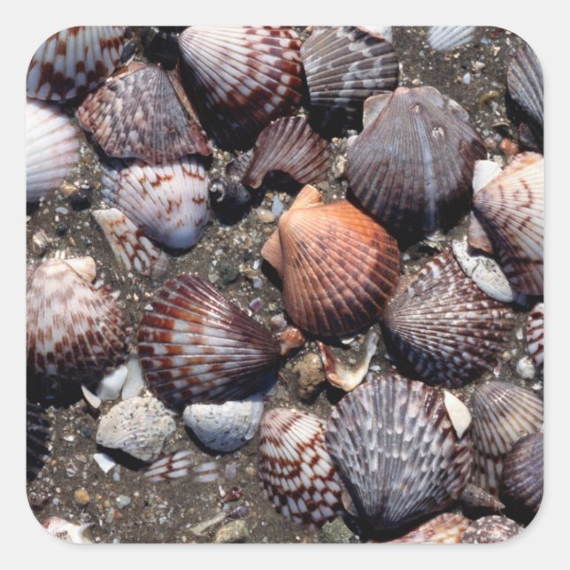 Scalloped Colourful Seashells On A Black Sand Square Sticker (Front)