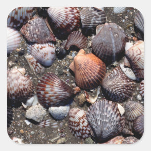 Scalloped Colourful Seashells On A Black Sand Square Sticker