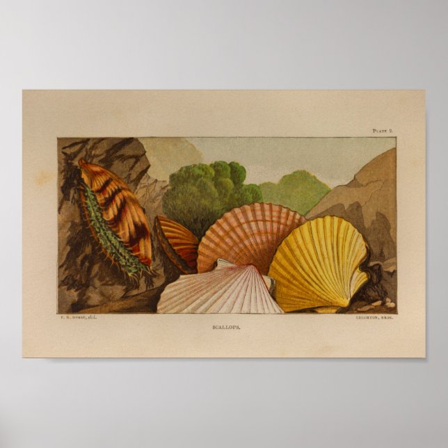 Scallops Shells Vintage Colour Illustration Print (Front)
