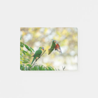 Scaly breasted and Rainbow Lorikeet. Post-it Notes